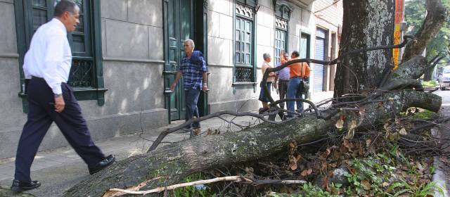 El Valle de Aburrá tiene 2.500 árboles enfermos | Ocurrió en la carrera 51D con la 61, Prado Centro. La gente protestó por la demora en la recolección.