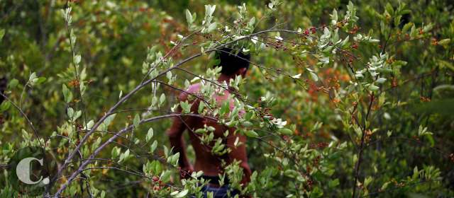Se avista acuerdo sobre drogas ilícitas en la mesa | En el Cauca hay cultivos de hoja de coca sembrados por campesinos que ven en esta práctica una forma de subsistencia. Algunos negocian con grupos armados ilegales. FOTO MANUEL SALDARRIAGA