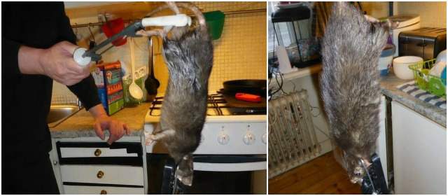 Ratzilla, la rata gigante que causa furor en Suecia
