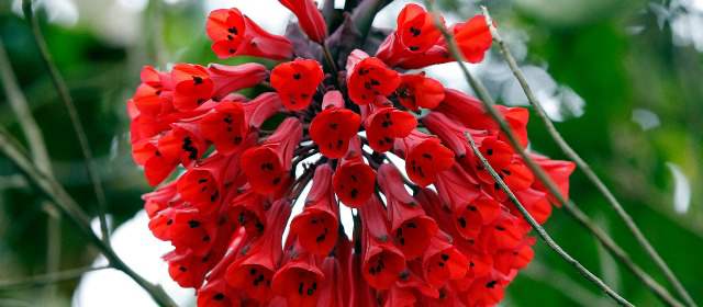 Colombia conoce al fin sus plantas: casi 25.600 | La obra disparará la utilización de la flora. Acá, flor silvestre en norte del Tolima. FOTO JAIME PÉREZ