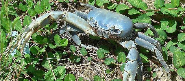 Alerta en Urabá por caza y venta de cangrejo azul | El cangrejo azul se agota cada día por la captura excesiva. Corpourabá trata de salvarlo con campañas. FOTO CORTESÍA