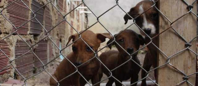 Jornada de eliminación de perros callejeros en Providencia causa polémica |