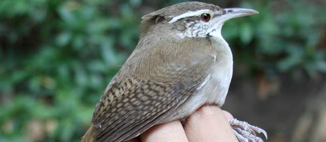 El cucarachero se encuentra restringido en el cañón del río Cauca, un valle angosto y seco encerrado por las selvas húmedas de Nechí y por el norte de las cordilleras Occidental y Central. | El cucarachero se encuentra restringido en el cañón del río Cauca, un valle angosto y seco encerrado por las selvas húmedas de Nechí y por el norte de las cordilleras Occidental y Central. Foto Carlos Esteban Lara