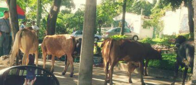 Cuatro vacas fueron vistas en Calazans | FOTO SANDRA BOTERO