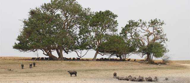 Gobierno y empresas se unen para aliviar tragedia de fauna de Casanare | Petroleras, Minambiente y Ungrd aportarán dinero y maquinara para atender crisis. FOTO COLPRENSA