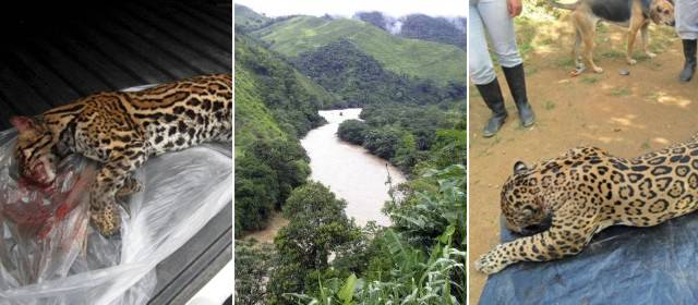 Una tigrilla murió arrollada por un vehículo en Guadalupe | Dos felinos de especies en extinción, murieron la semana pasada en el cañón de la hidroeléctrica Porce III. FOTO CORTESÍA Y ARCHIVO