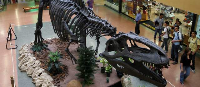 La extinción de los dinosaurios fue un momento de mala suerte | FOTO ARCHIVO