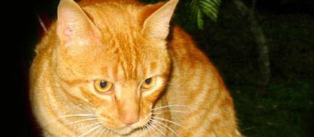 El gato doméstico es más viejo