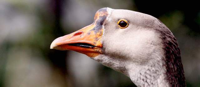 Mil animales, a salvo en el Zoo | FOTO DONALDO ZULUAGA