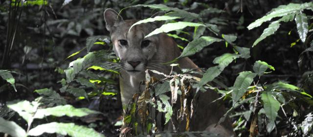 Parques de Antioquia: tanto, con tan poca inversión | El puma es una de las especies que habitan en el parque nacional natural Paramillo. FOTO CORTESÍA DE MARTHA TONCEL, DE PARQUES NACIONALES NATURALES DE COLOMBIA