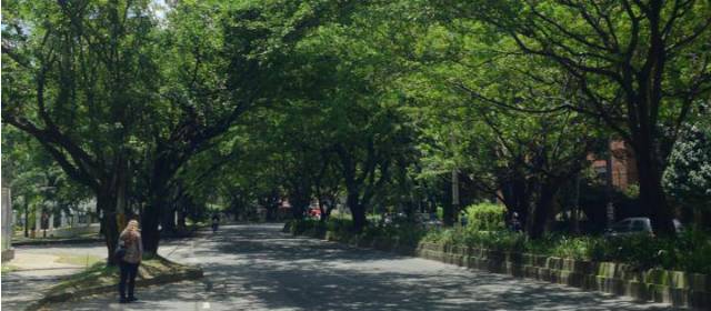 FOTO PERFIL FACEBOOK "NO A LA TALA DE ÁRBOLES POR LA AV. EL POBLADO"