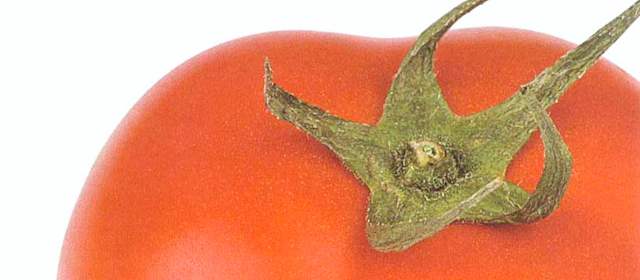Así es el genoma del tomate, que lo ayudó a librarse de la extinción | Cinetíficos lograron completar el genoma del tomate.