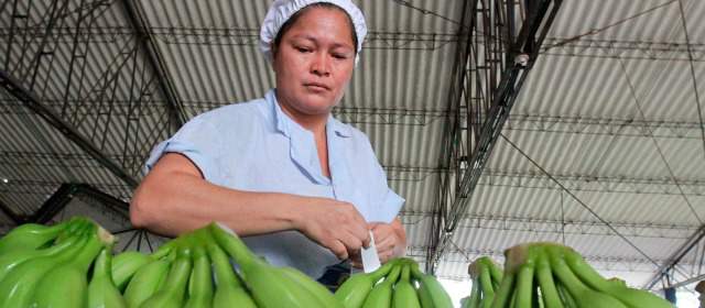 Reorganización, mejor vía para Banacol: Sintrainagro | Banacol emplea en Urabá a cerca de 4.800 empleados directos y a 10 mil más indirectos con sus filiales en producción y comercialización de banano, plátano y otras frutas. FOTO JULIO C. HERRERA
