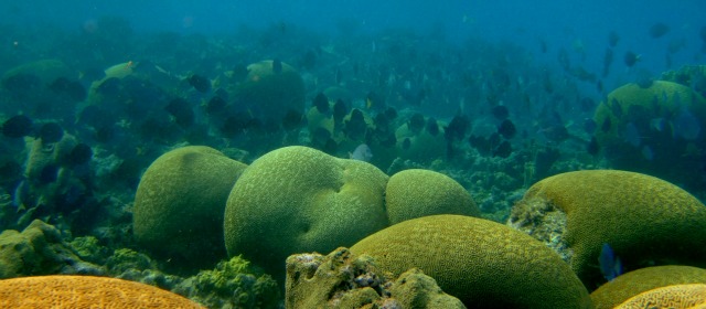 Esta es una parte de la reserva de biósfera Seaflower, la cual quedó en un 54 por ciento en manos de Nicaragua tras fallo de la Haya. FOTO COLPRENSA