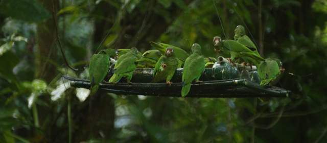 Foto Cortesía Departamento de Recursos Naturales y Ambientales de Puerto Rico