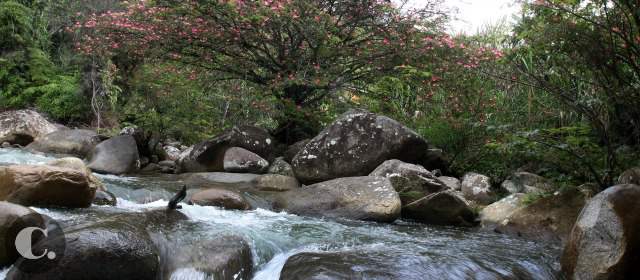 El Niño: un fenómeno para prevenir desde ya | El déficit de agua, mayor amenaza si se presenta el anunciado fenómeno de El Niño. Quebrada en San Luis. FOTO JULIO C. HERRERA