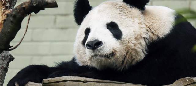 La osa panda del zoológico de Edimburgo pierde a su cría |