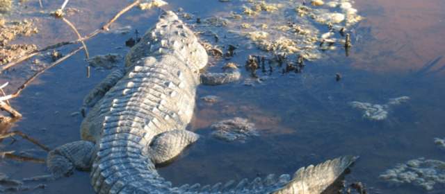 Tráfico amenaza los cocodrilos de Urabá | En el día el caimán aguja sale a tomar el sol. FOTO Cortesía Pismire