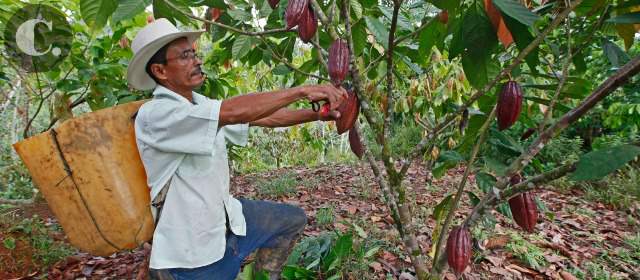 Con cacao sueñan cosechar paz en Tarazá | Los cacaoteros, antiguos cultivadores de coca en La Caucana, se acogieron a la sustitución para dejar la ilegalidad. FOTO HERNÁN VANEGAS