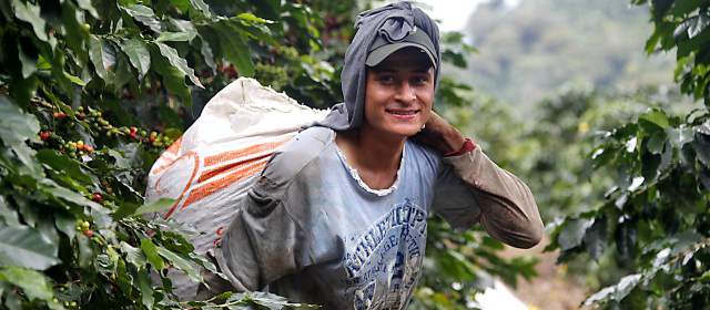 Cosecha de billetes en los bolsillos de recolectores | Los recolectores cargan el café que recogen en bultos de hasta 70 kilos. Los llevan a la pesada dos veces al día. FOTOS JULIO CÉSAR HERRERA