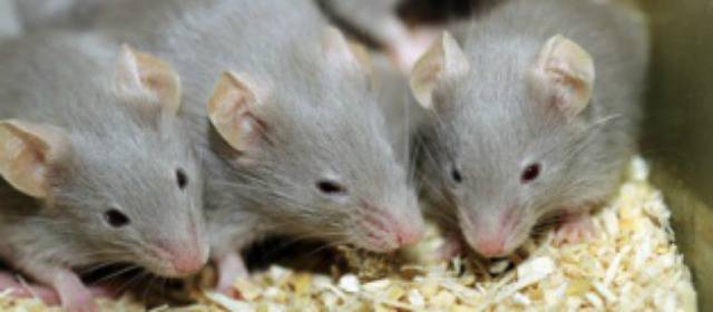 Científicos descubren la forma de rejuvenecer ratones