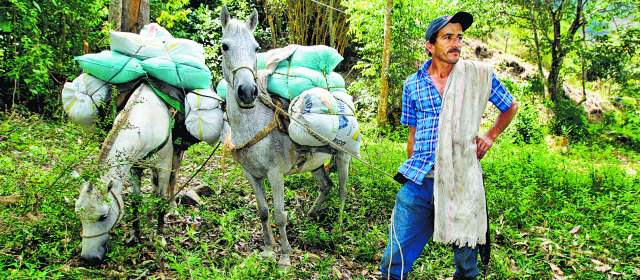Pedro Giraldo, arriero envigadeño, baja con su carga de musgo por El Salado. Chaquira y Morita, las yeguas pacientes, esperan que hable. FOTO Juan Antonio Sánchez
