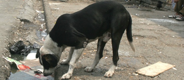 Nuevo caso de envenenamiento de mascotas en el Occidente de Medellín | FOTO ARCHIVO