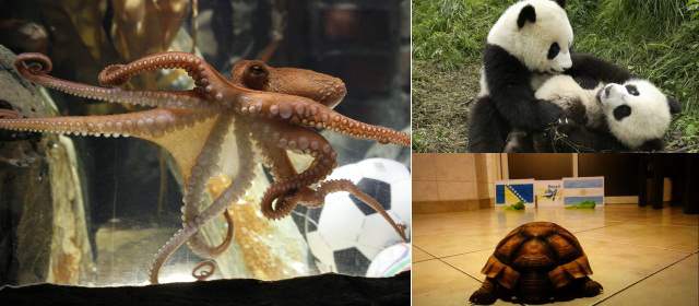 Trono del pulpo Paul está en juego; una tortuga y un panda, aspirantes | El pulpo Paul se robó el protagonismo en el Mundial de Sudáfrica 2010. FOTO ARCHIVO