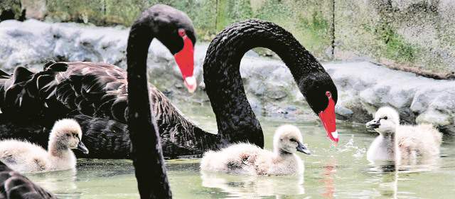 Científicos del zoológico Santa Fe narran cómo nacieron los cuatro cisnes negros |