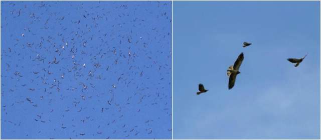 Aves migratorias ya gozan las maravillas del Aburrá