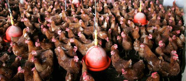 El chicken llega con dura competencia | FOTO ARCHIVO