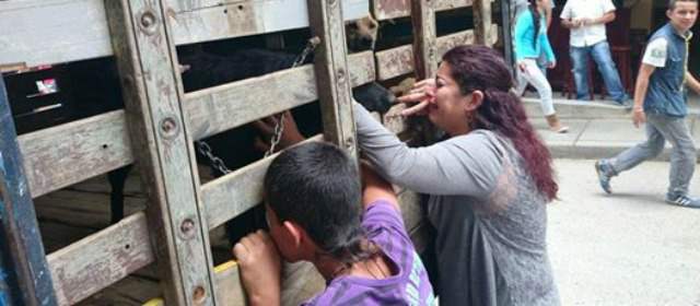 Temen por suerte de perros callejeros en Sonsón | Algunas personas expresaron su tristeza frente a los camiones en los que recogían los perros. FOTO CORTESÍA BRANSEN QUINTERO