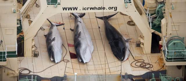 Japón no podrá cazar ballenas en el Antártico | Escenas como esta no se verán por lo menos de parte de Japón en el Antártico. FOTO AFP
