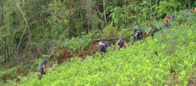 Ejército erradicó 11.636 matas de coca en el oriente antioqueño | Foto cortesía | Las acciones las adelantaron unidades del Ejército Nacional.