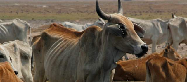Crisis de Casanare: un pulso de responsabilidades | En Paz de Ariporo hablan de más de 30.000 animales muertos por la sequía. FOTO COLPRENSA