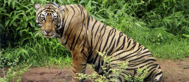 Según el Fondo Mundial para la Naturaleza, los tigres han perdido el 93 por ciento del territorio global. FOTO ARCHIVO