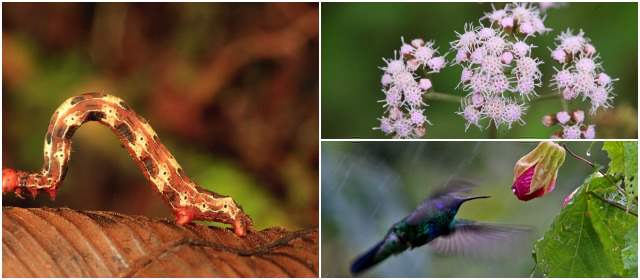 A conocer las 55.000 especies del país | En el país se conocen, por ejemplo, unas 15.000 especies de invertebrados y 1.889 de aves FOTOS PNN ORQUÍDEAS Y HENRY AGUDELO