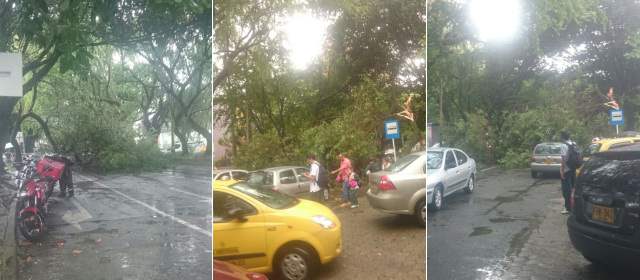 Aguacero deja 12 árboles caídos y cuatro inundaciones en Envigado | Fotos: cortesía Felipe León Botero