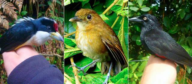 Tres aves colombianas se salvan de la extinción | Sobre la mano aparece un torito dorsiblanco; a la derecha arriba, un cacique Candela; abajo, el tororoi de Miller. Programas de conservación los salvan. FOTOS PROAVES