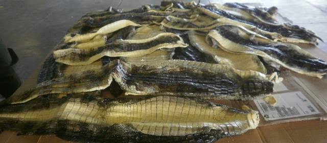 Incautan piel de 153 babillas provenientes de Puerto Berrío y avaluadas en 150 millones |