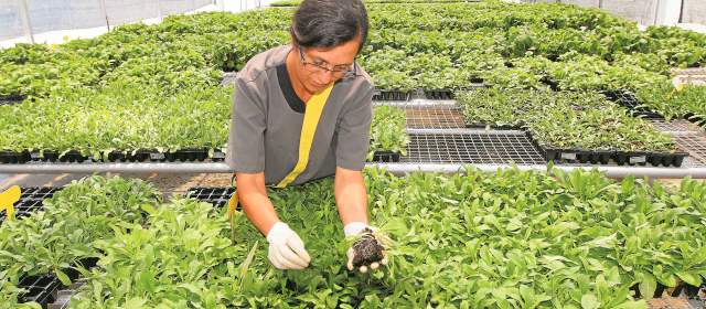 Reverdece Biofábrica de Semillas |