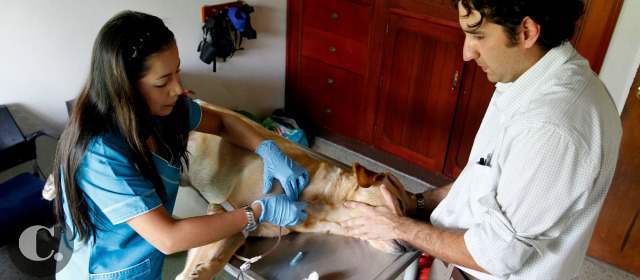 Las mascotas ya tienen su propio banco de sangre | Teo donó su sangre a Hemovital y luego salió tranquilo para su casa. FOTO DONALDO ZULUAGA