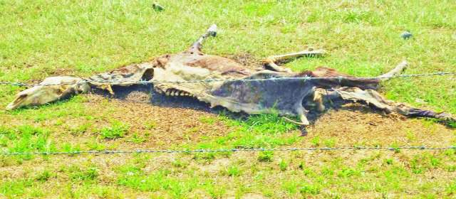Mortandad crece en Casanare y el gobierno no aparece: Alcaldía | El presidente Juan Manuel Santos anunció medidas para atender la crisis ambiental. FOTO COLPRENSA