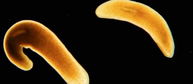 Un animal que nunca muere | Los planarios son animales turbelarios de ambientes marinos, de agua dulce o terrenos húmedos. FOTO CORTESÍA U. NOTTINGHAM