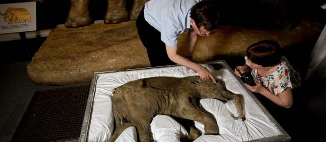 Mamut encontrado en Siberia podría ser clonado | FOTO AP