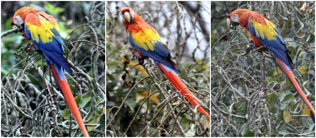 La ciudad de las guacamayas