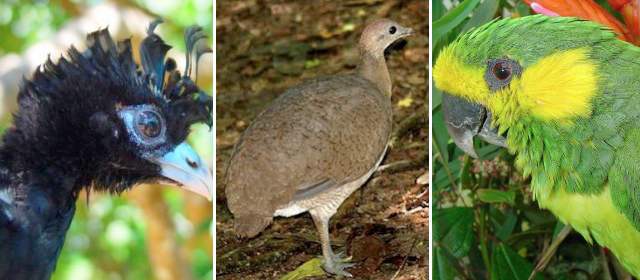 Hallan nueva especie a 45 minutos de Medellín |