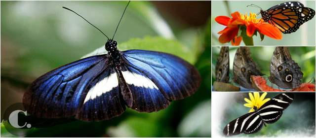 Mariposarios, un cuento que vuela | Ellas se alimentan de frutas como la sandía y el banano, de néctar y miel. FOTOS DONALDO ZULUAGA