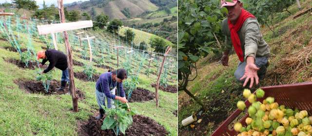 La uchuva de El Retiro se consume en Europa |