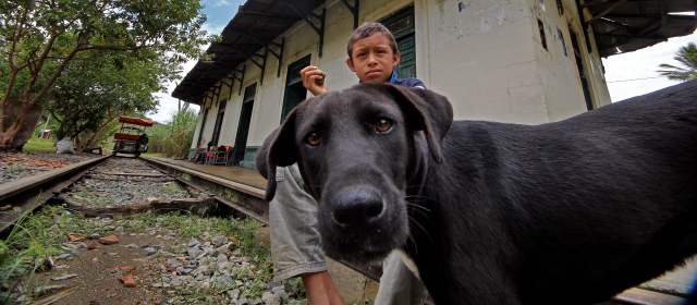 Procuraduría ordenó investigación por matanza de perros en Cisneros |